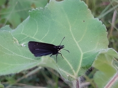 Pholisora