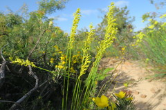 Tripterococcus brunonis