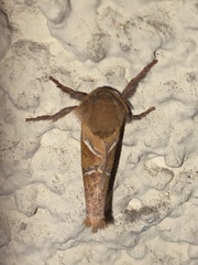 Triodia sylvina