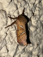 Triodia sylvina