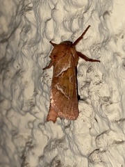 Triodia sylvina