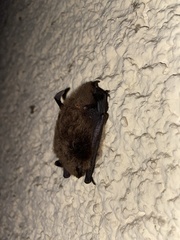 Vespertilionidae