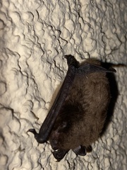 Vespertilionidae