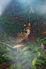 Prionailurus bengalensis