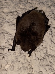 Vespertilionidae