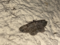 Peribatodes rhomboidaria
