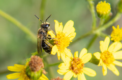 Lasioglossum