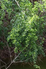 Azima tetracantha