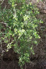 Azima tetracantha
