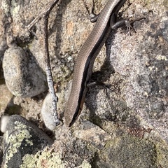 Acritoscincus platynotus