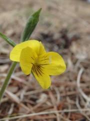 Viola uniflora