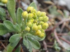 Odontarrhena obovata