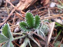Potentilla crebridens