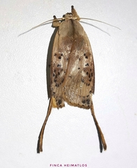 Thioscelis directrix