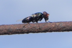 Physiphora