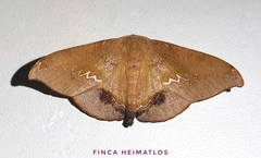 Patalene asychisaria