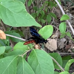 Protichneumon