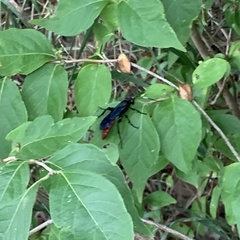 Protichneumon