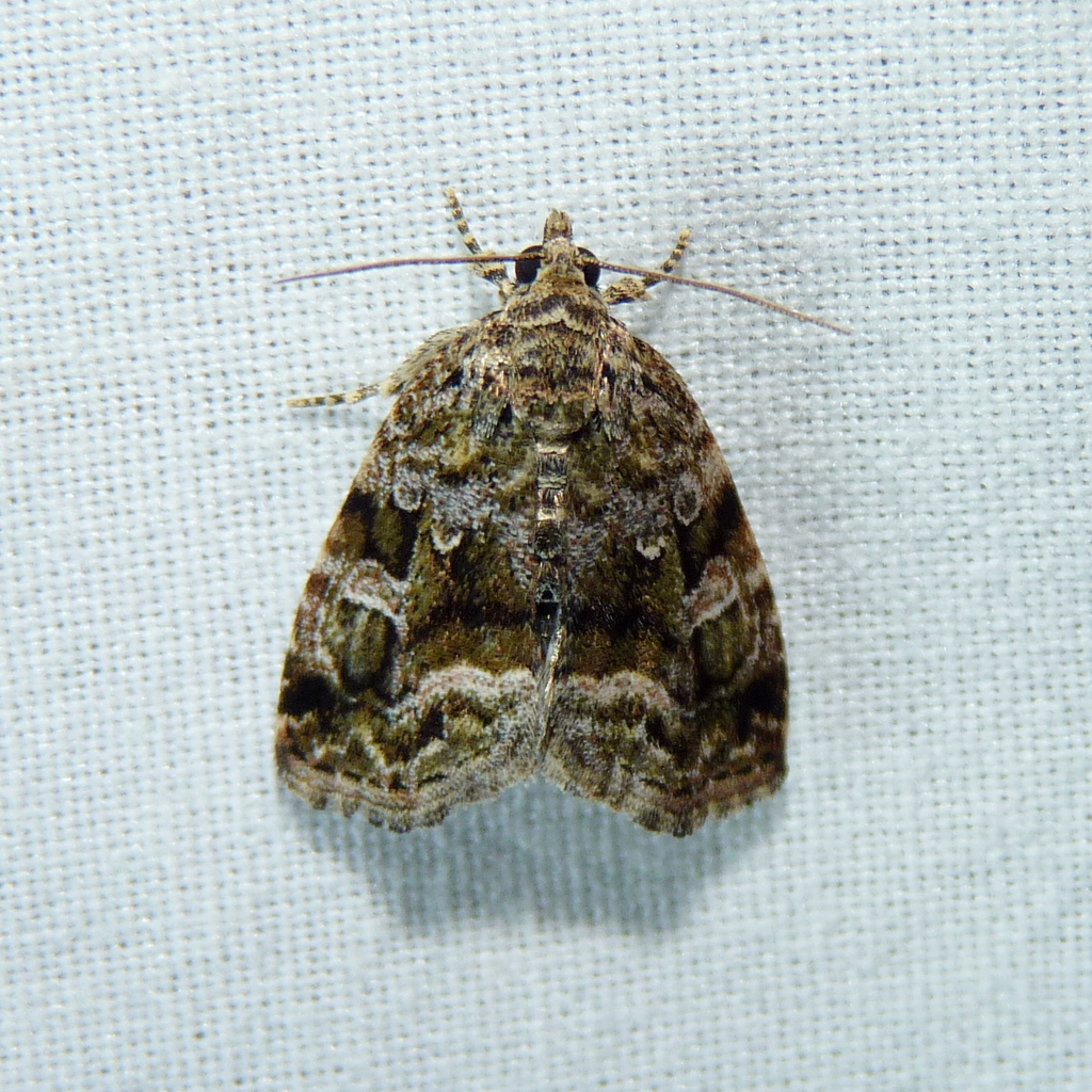 Protodeltote