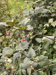 Symphoricarpos albus