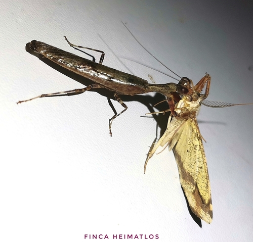 Raptrix occidentalis
