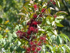 Globimetula