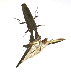 Raptrix occidentalis