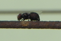 Physiphora