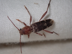 Xylotrechus stebbingi