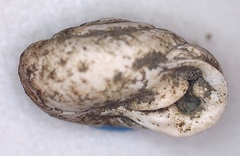 Inflectarius inflectus