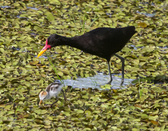 Jacana jacana hypomelaena