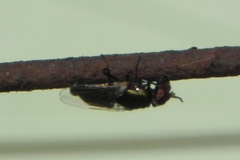Physiphora