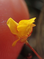 Utricularia simulans