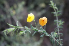 Aspalathus latifolia