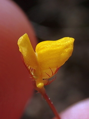 Utricularia simulans