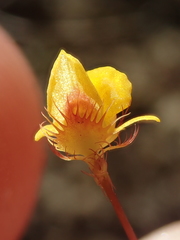 Utricularia simulans
