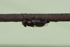 Physiphora