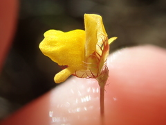 Utricularia simulans