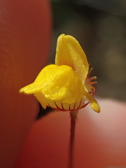 Utricularia simulans