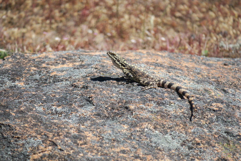 Victoria Rocks Wa Ornate Crevice-dragon from Victoria Rock WA 6429, Australia on ...