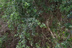 Azima tetracantha