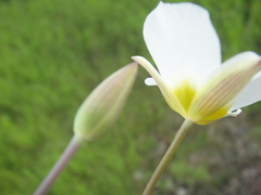 Calochortus ownbeyi