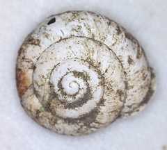 Inflectarius inflectus