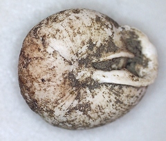 Inflectarius inflectus