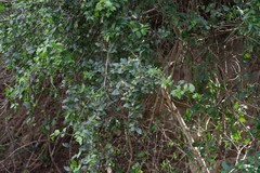 Azima tetracantha