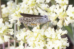 Euphilotes heracleoides