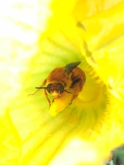 Xenoglossa fulva
