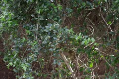 Azima tetracantha