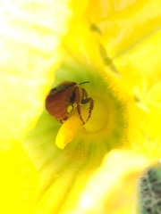Xenoglossa fulva