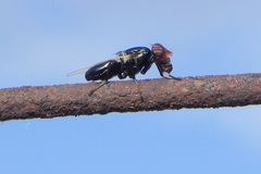 Physiphora
